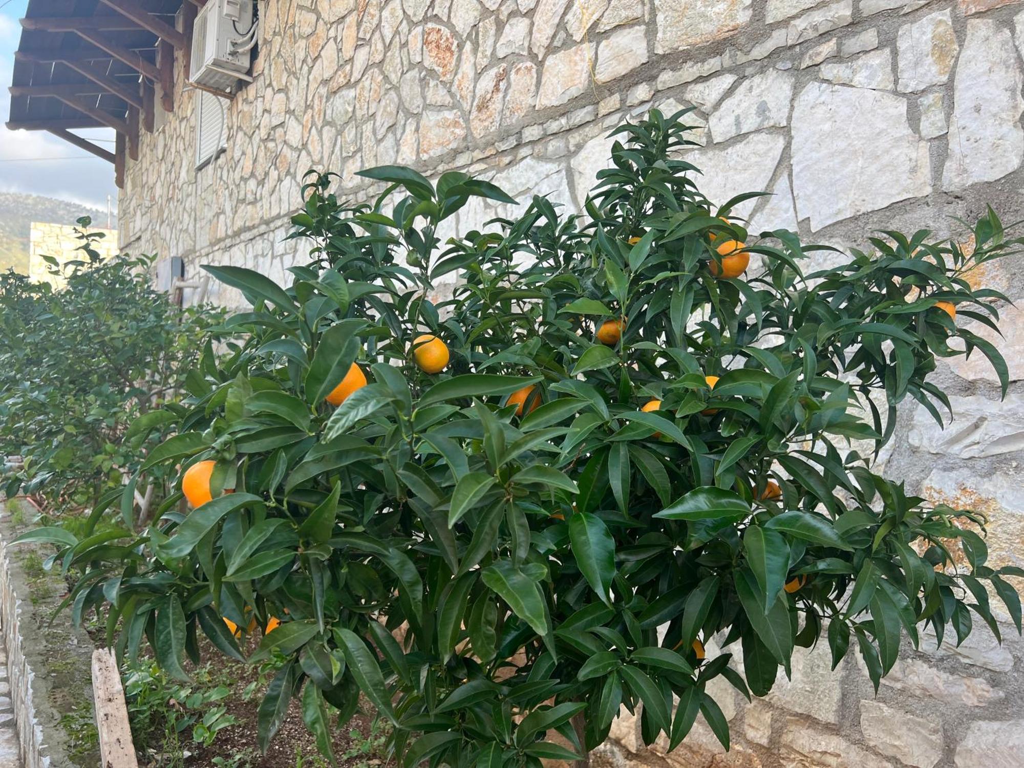 Hotel Jardin Miraculeux à Himarë Extérieur photo